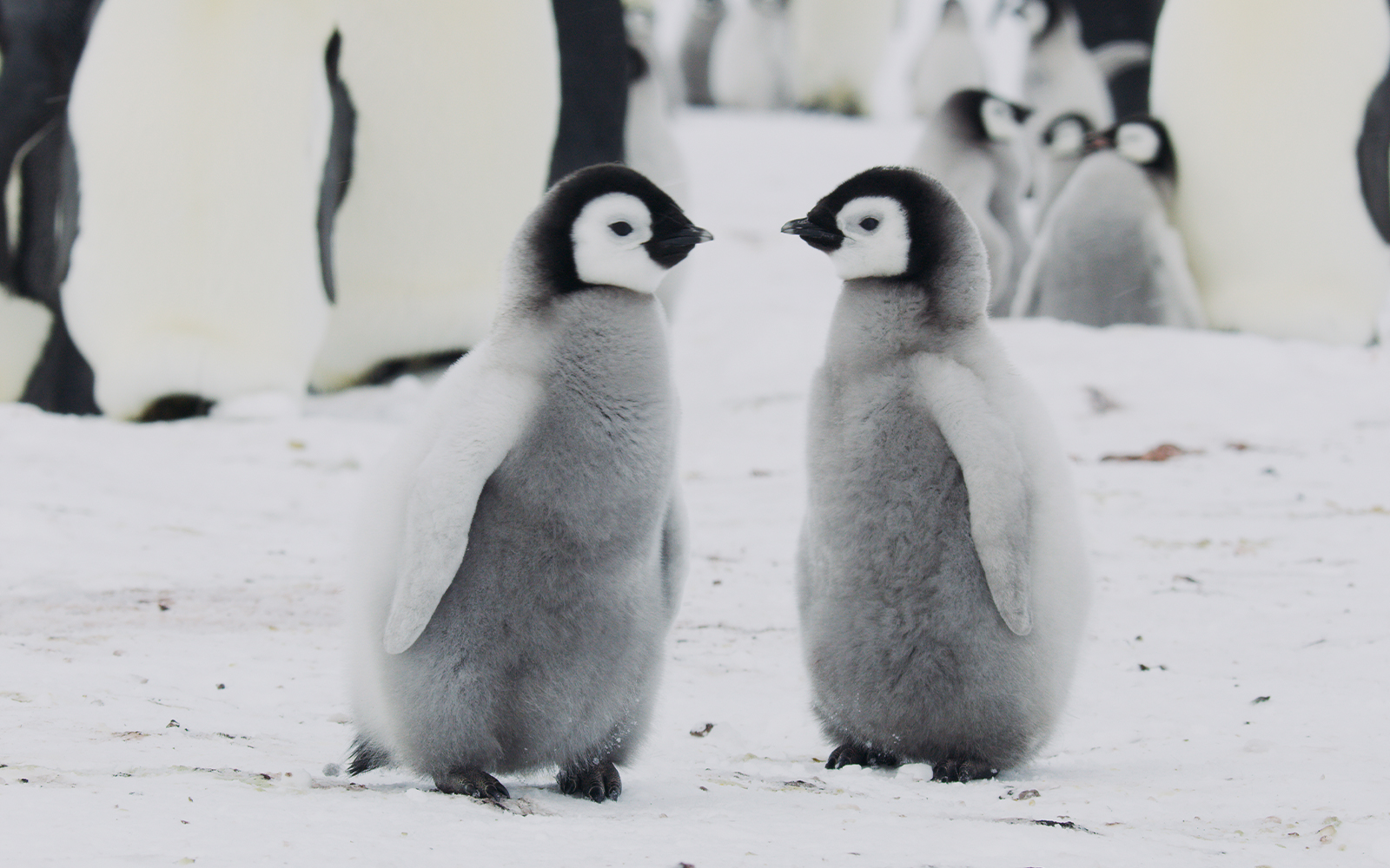 Emperor Penguins, Chicks, Animal Behavior, Snow, Artic